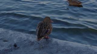 Berlin. Köpenick. Müggelsee. Videography