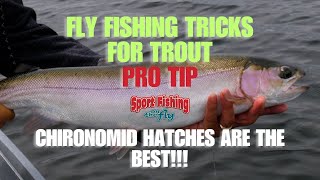 FLY FISHING TRICKS FOR TROUT: PRO TIP - CHIRONOMID HATCHES ARE THE BEST!!!