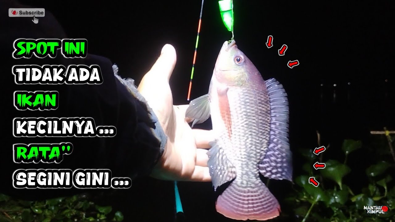 Ikan Di Spot Ini Yang Makan Rata