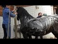 After the training we always rinse the horses.  We're going to wash Saly too | Friesian Horses