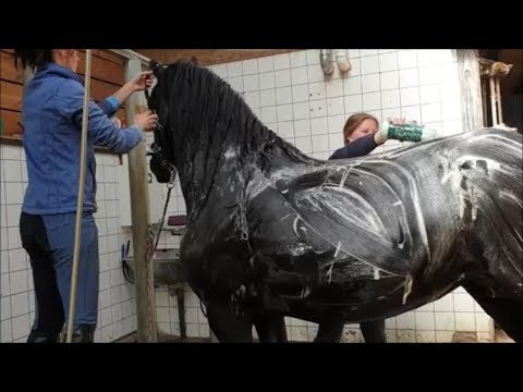 تصویری: نحوه شستن اسب