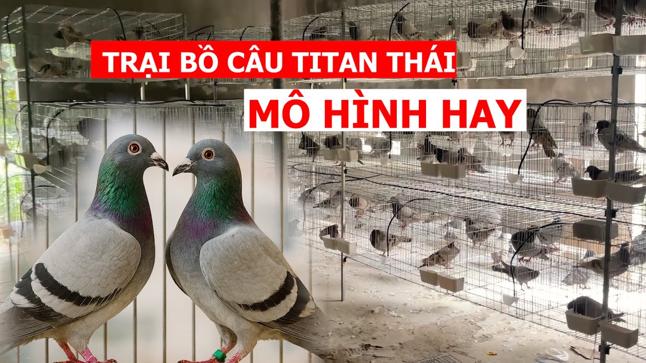Biến chuồng cũ thành trại nuôi 200 con Bồ câu Titan Thái siêu thịt chỉ trong 8 tiếng, cực đẹp mắt
