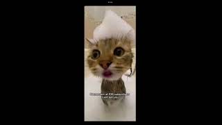 Lil Jim Bob 🔎 🐈 ✨ ✨✨ #viral #fyp #cat