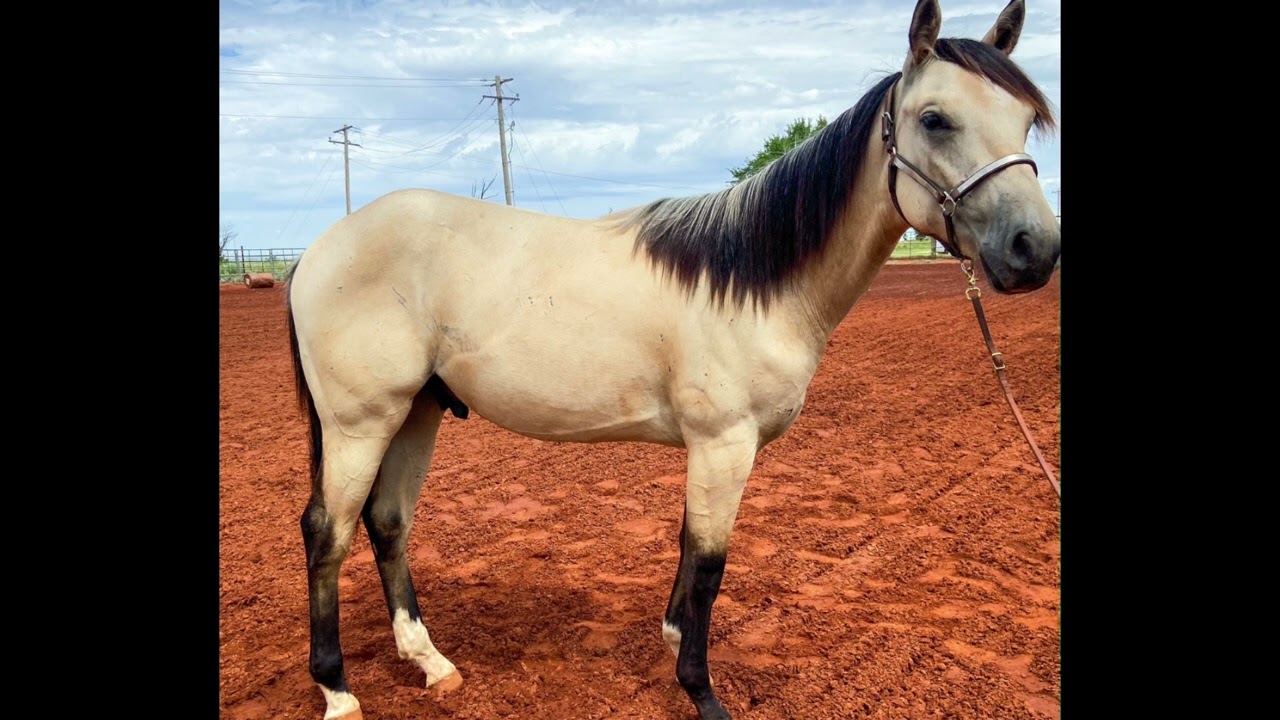 JACK TYREES RED JF aka Sally