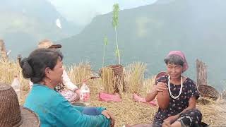 Paddy harvesting song with video of Idu Mishmi Tribes of Arunachal Pradesh