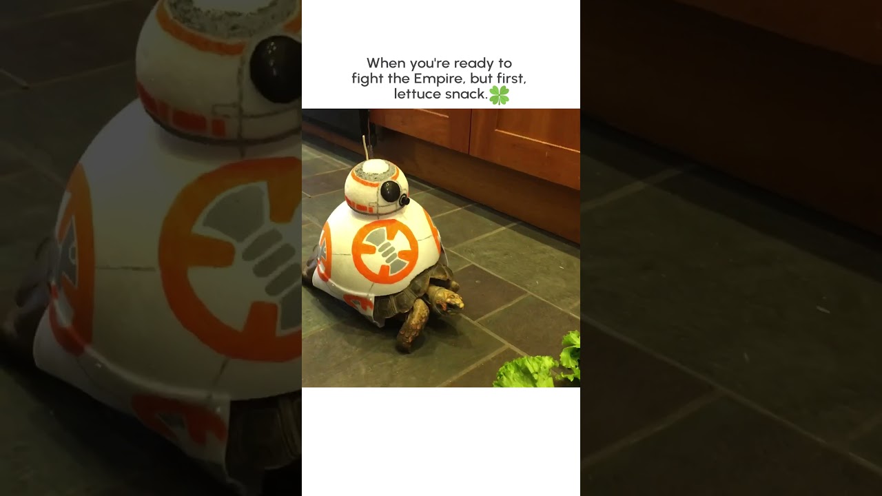Adorable Tortoise Celebrates Star Wars Day!