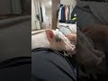 冬場は最強 #豚 #ブタ #pig #piggy
