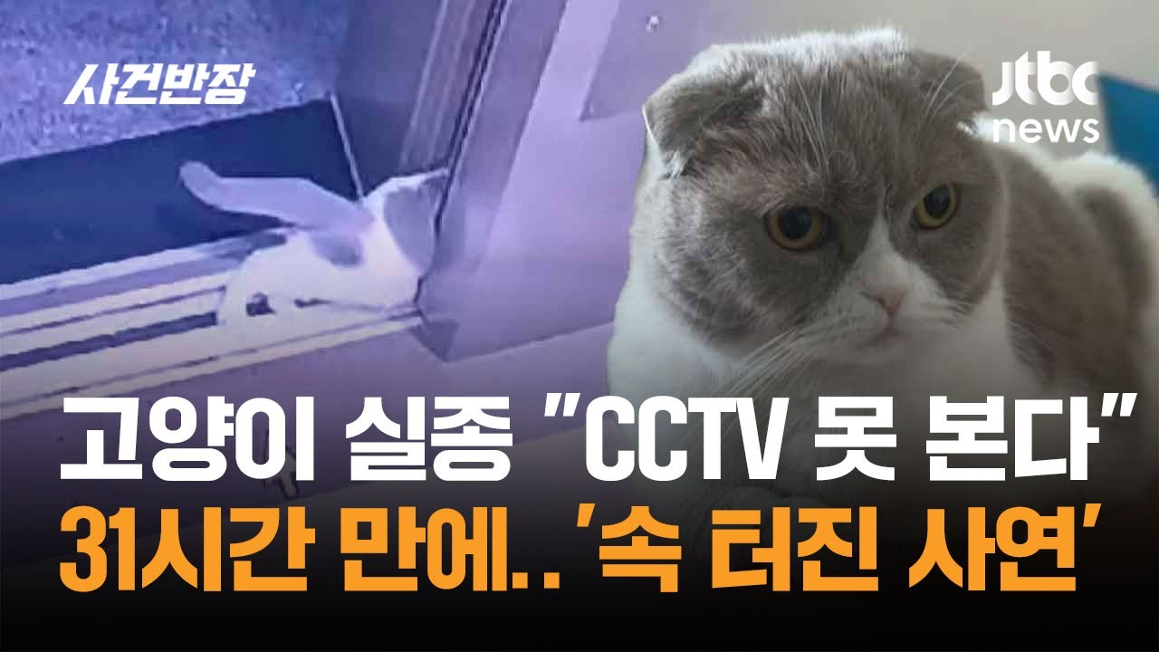 고양이 실종 
