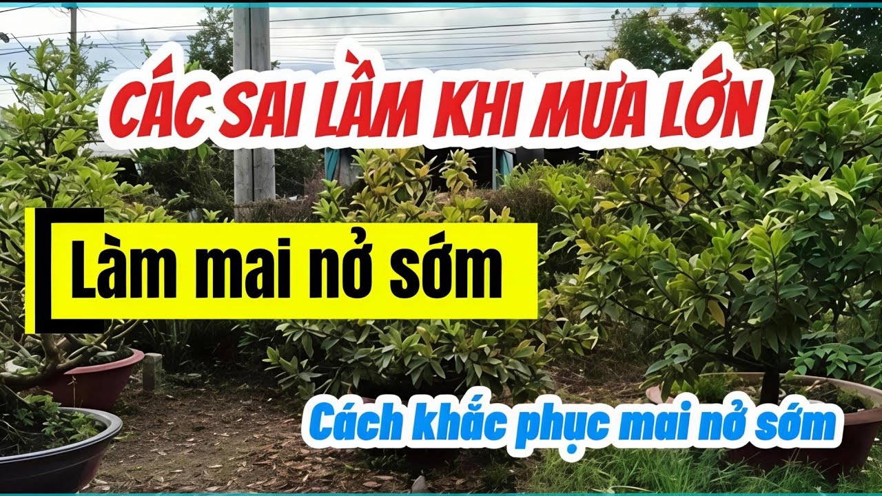 Cách khắc phục mai nở sớm khi gặp mưa lớn. Các sai lầm thường gặp.