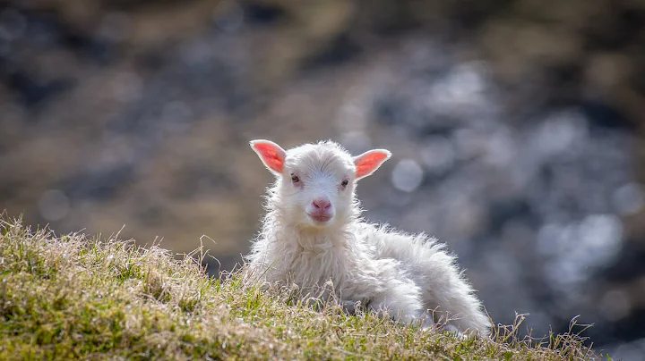 The Shepherd's Psalm
