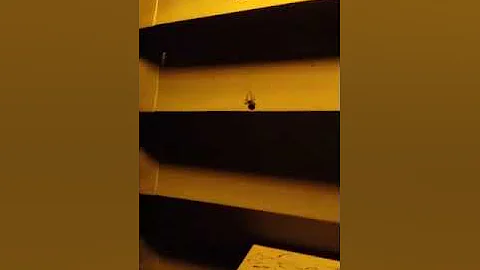 Huge spider