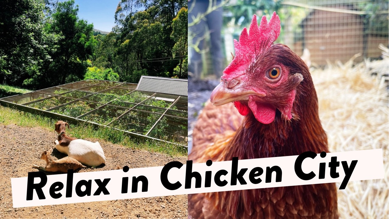 Relaxing Chicken Sounds: Happy Rescue Chickens Living Their Best Life ...