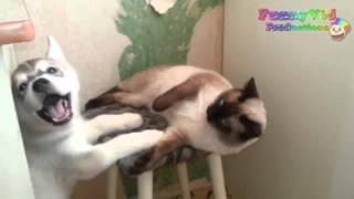 Tingkah Laku Hewan Lucu BIKIN NGAKAK 100%