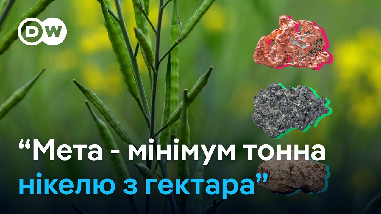Нікель… з квітів: як видобувають метали з рослин | DW Ukrainian