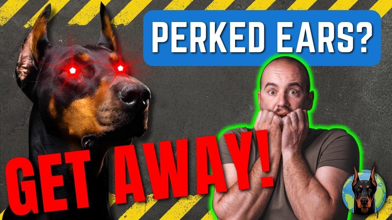 Как понять, что доберман собирается напасть (признаки, на которые следует обратить внимание)