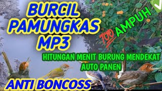 SUARA PIKAT BURUNG KECIL 💯AMPUH !!! Anti boncos Burcil pamungkas🔥