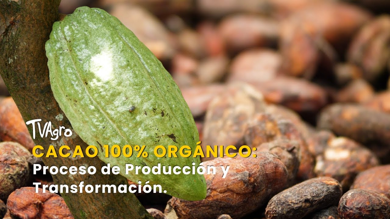 Cacao 100% Orgánico: Proceso de Producción y Transformación - TvAgro por Juan Gonzalo Angel