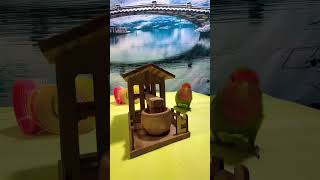 Bird Training:smart lovebird parrot l smart little cute parrot  #training#smartparrot#cute