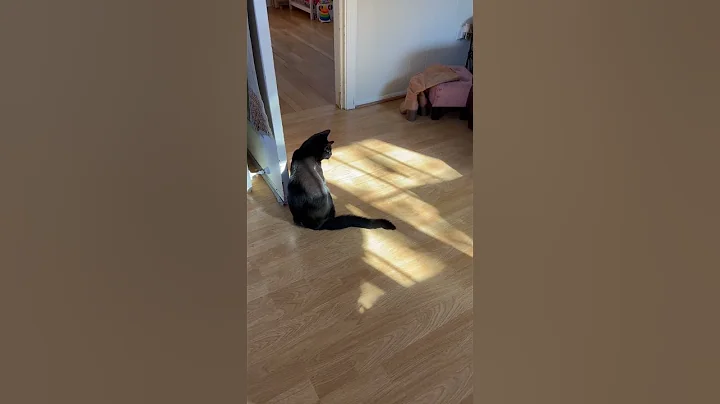 Video 11628901: munchkin cute kittens cat, cat funny munchkin kitten, munchkin black cat cute, kitten cats catlife