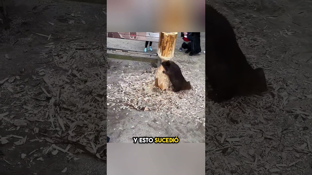 Este Castor Cometió un Gran Error 🦫