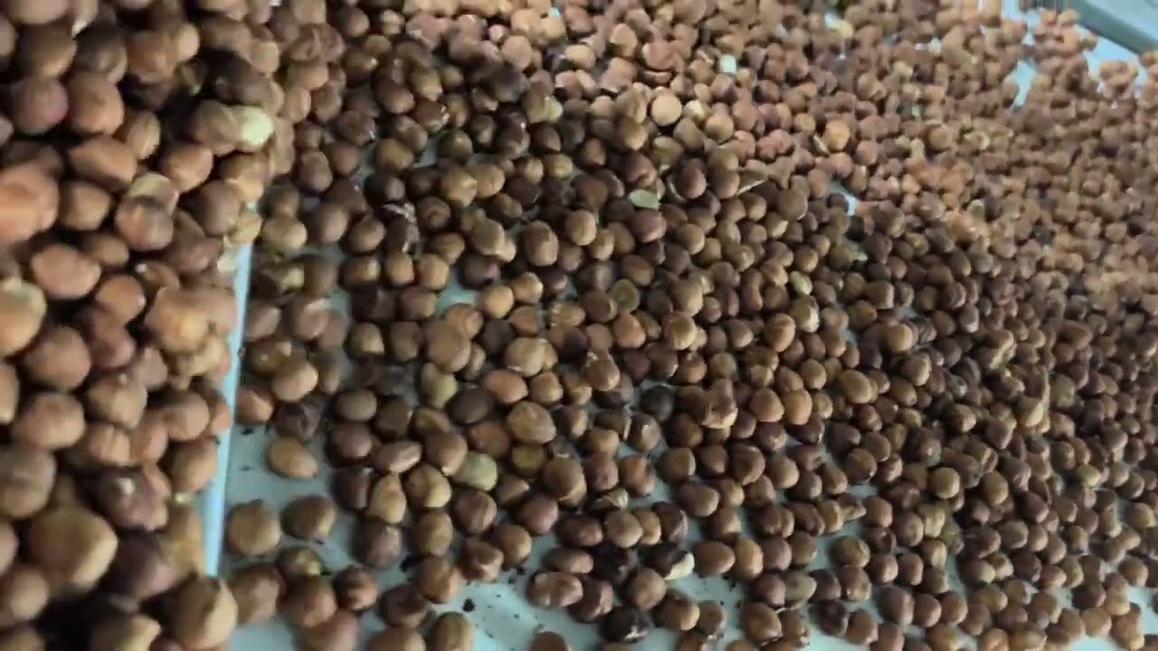 Certificazione GFSI nella Filiera della Nocciola