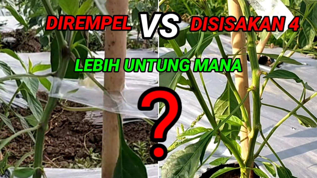 Cara pewiwilan cabe || kalau di hitung secara bisnis lebih untung ini