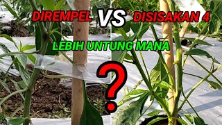 Cara pewiwilan cabe || kalau di hitung secara bisnis lebih untung ini