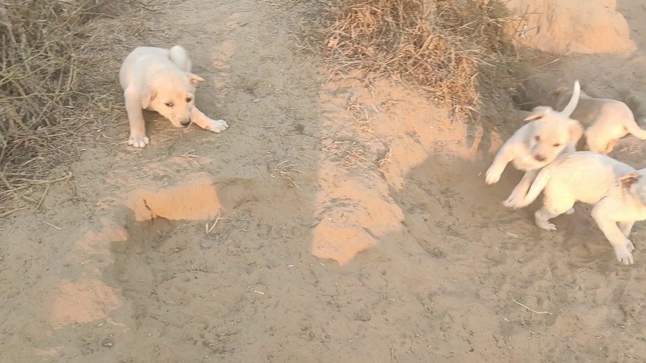 Lebra dog puppy YouTube