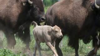 Shamanic Music-Nothing else matters-metallica
