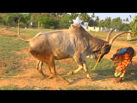 Furious bull Running | Avoids the owner skillfully | Jallikattu bull loves Caretakers