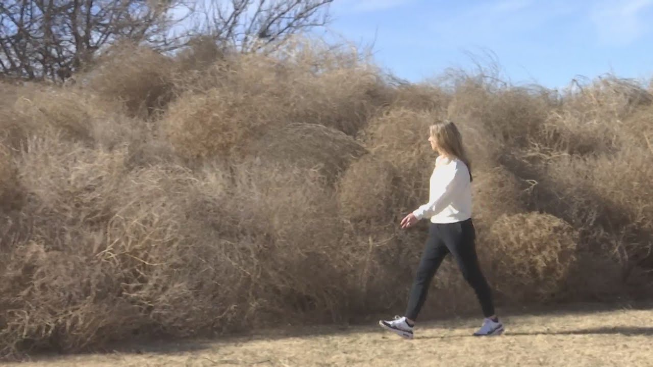 What to do with Tumbleweeds after invasion at homes across West Texas