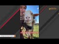 Neglected goat gets rescued. Then she spends 2 years in prison.