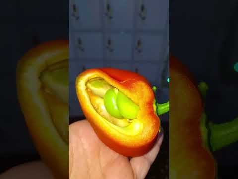 شما با اینجور فلفلی روبرو شدین سبزیجات