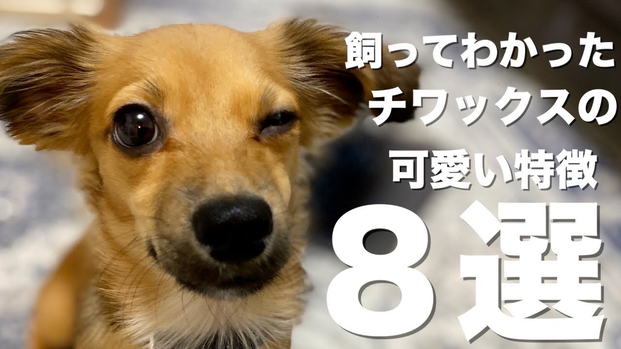 Mix犬チワックス 飼いたいと思っている人に教えたい可愛いポイント8選 Youtube