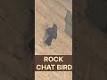 ROCK CHAT BIRD #birds #birdsong