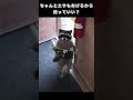 ちゃんとエサもあげるから飼っていい？