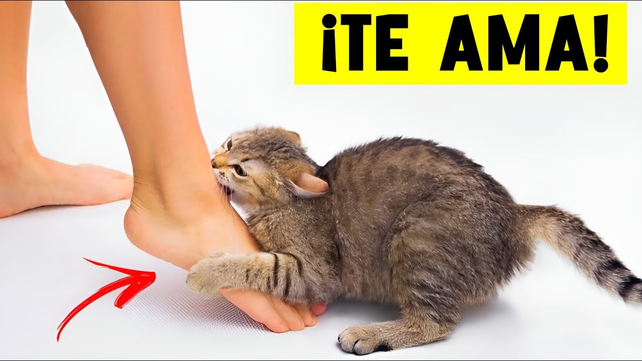 ¿Tu gato TE QUIERE? Fíjate en estas 20 SEÑALES 😺💜