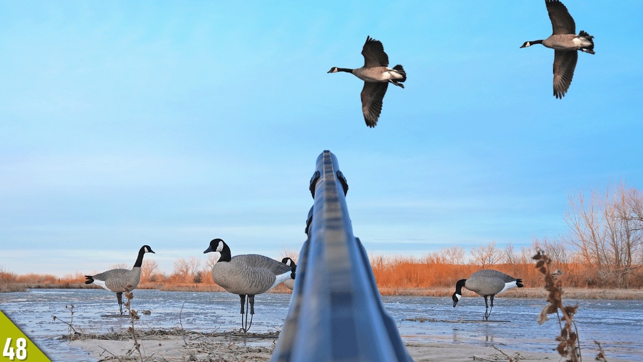 HIDING in Sticks For GEESE! | Catch, Clean, Cook