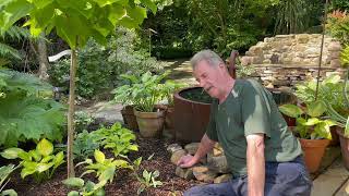 Why you should Mulch your Hostas  from Rewela Hostas Repotting Hostas From Rewela Hostas