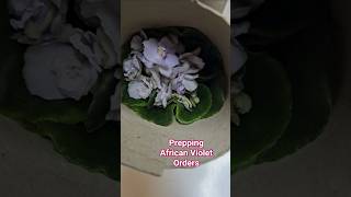africanvioletorder africanviolets order usaonly wellsecure plantshort viralplant plantorder