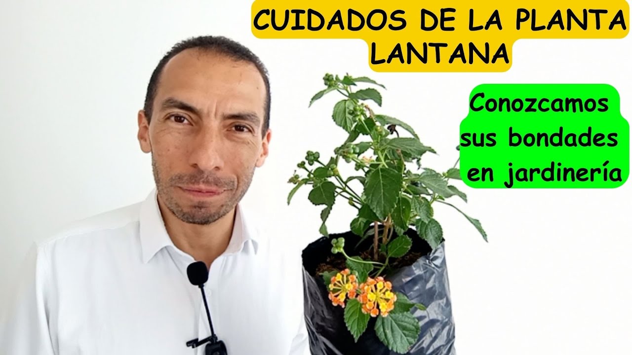 CUIDADOS DE LA PLANTA LANTANA