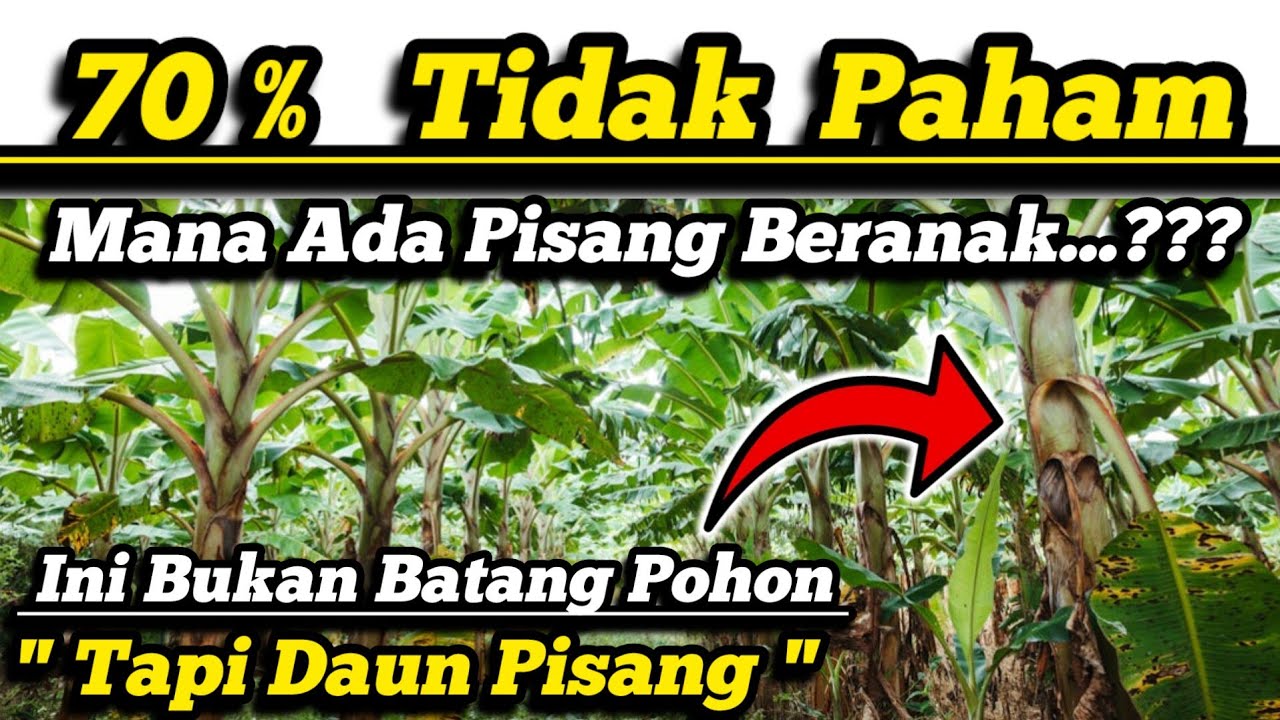 🔴 Saya Jamin 100%‼️Petani Pisang Indonesia Langsung Pintar Nonton ini ✅ Kita Kupas Tuntas Pisang 💥
