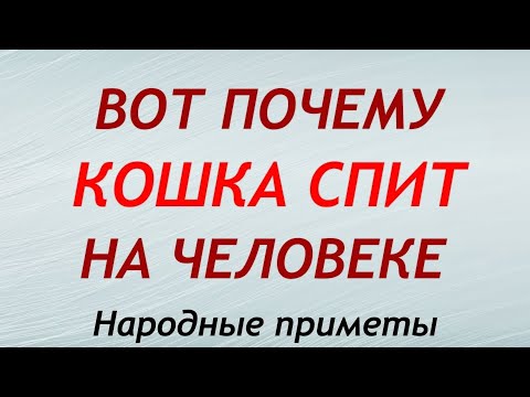 Вот почему КОШКА СПИТ на ЧЕЛОВЕКЕ. 6 ПРИЧИН. Народные приметы.