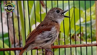 Suara Burung Sikatan Rimba ( SRDC ) Nyuling Memanggil Kawan