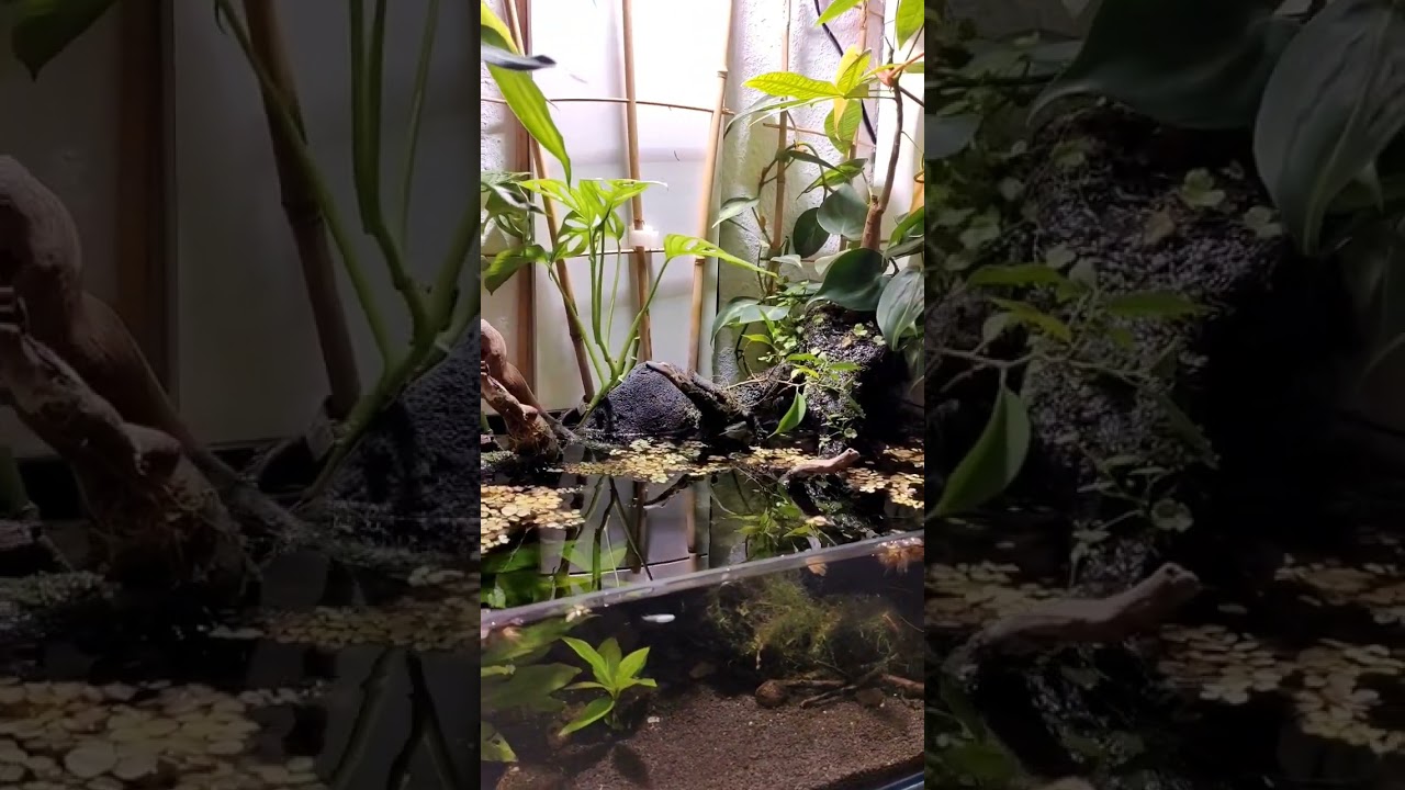 Medaka Indoor Pond 🧜‍♂️ 