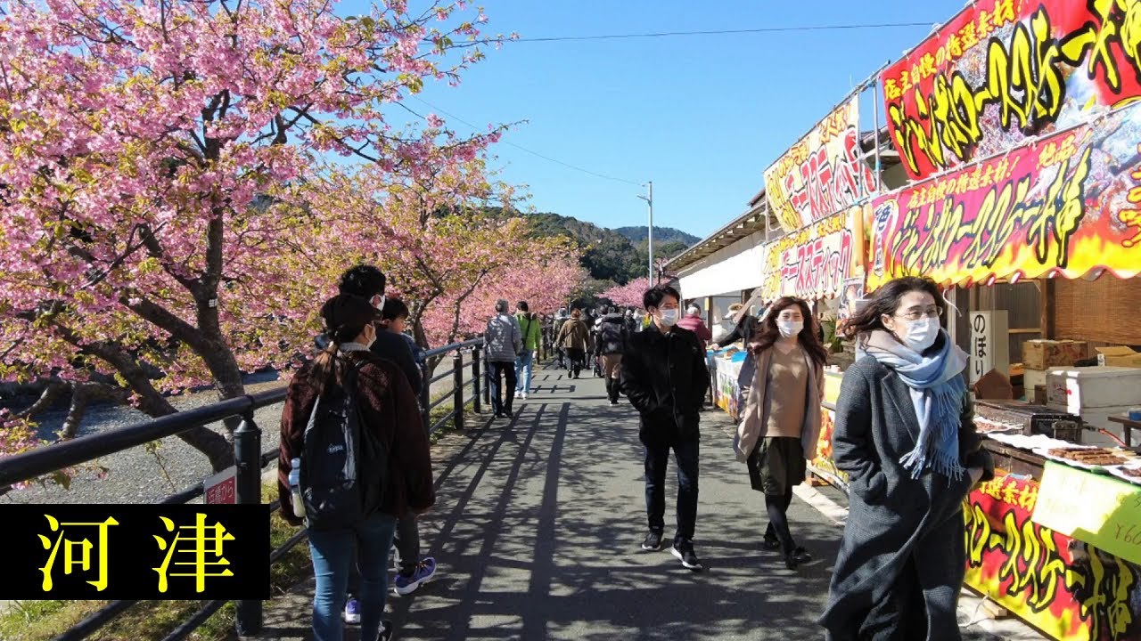 河津桜　Japan Walking 🌞4K　Kawazu　Shopping Streets　&　Cherry Blossoms　Shizuoka🎧HQ Binaural　（河津町）　睡眠用・伊豆散歩