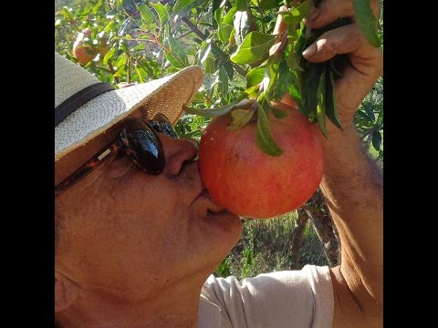 Video: Noce della Manciuria: semina e cura. Piantine di noci della Manciuria