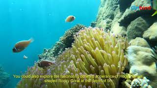 Phu Quoc Half-moon Reef  - Phu Quoc Top snorkeling Spots