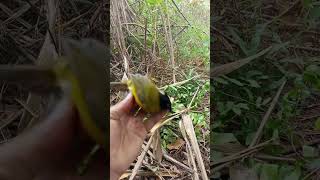 Diab Daj Zoo Nkauj Heev