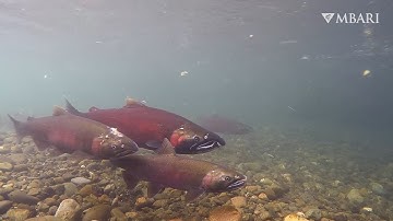Fishing for eDNA: Robots help monitor a freshwater stream for a year